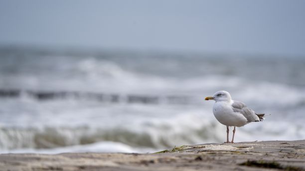 一只海鸥栖息在沙滩的沙滩上的特写照片图片下载