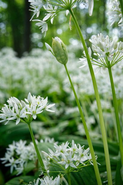 阳光明媚的日子里，生长在田野里的葡萄干的垂直照片图片下载