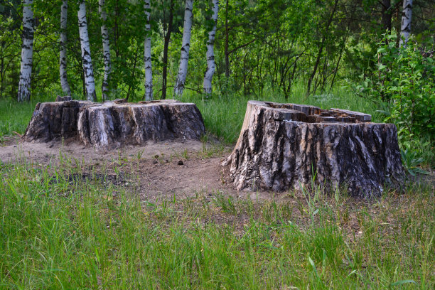 树桩孤立在森林草坪上，近距离观察图片下载