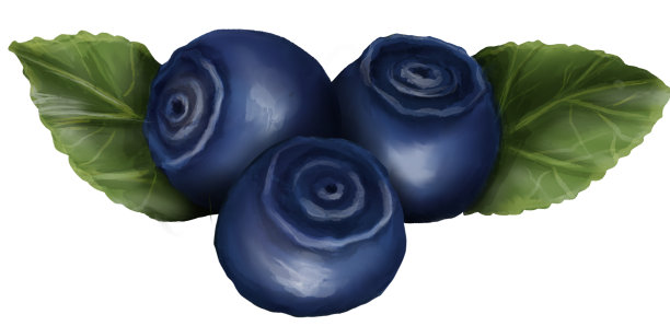 越桔。三个长着叶子的浆果图片下载