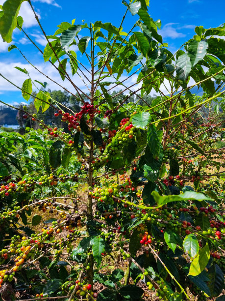 巴拿马，波奎特山，有红色浆果的咖啡树图片下载