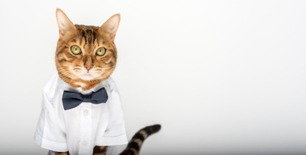 白色背景上穿着衬衫和领结的猫图片下载
