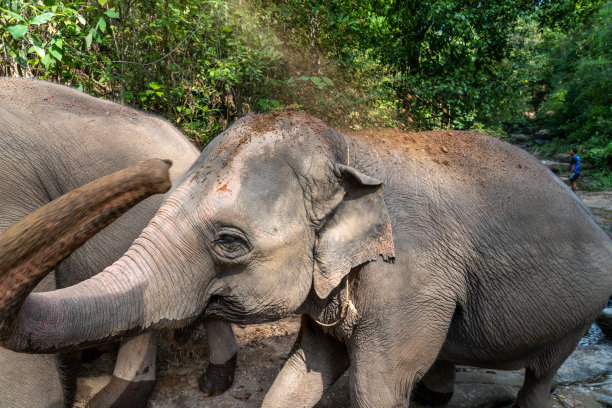 大象用鼻子把泥土喷到背上图片下载