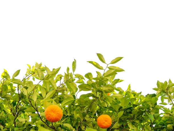 柑桔在树枝上用绿叶卡片装饰点缀孤立图片下载