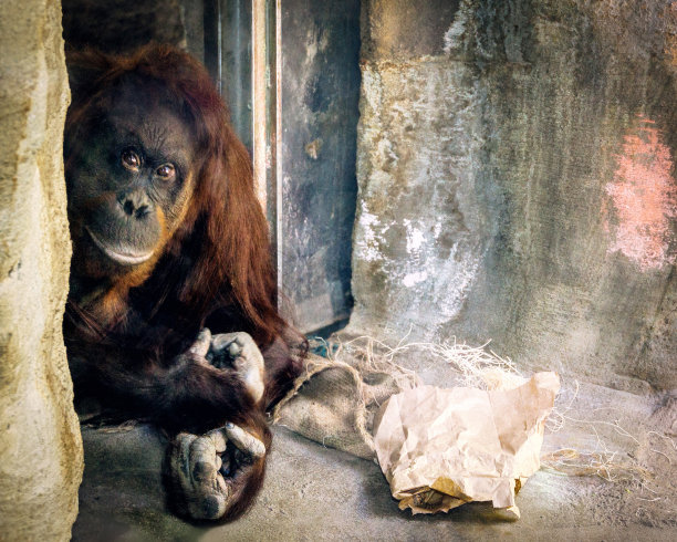 猩猩微微一笑图片下载