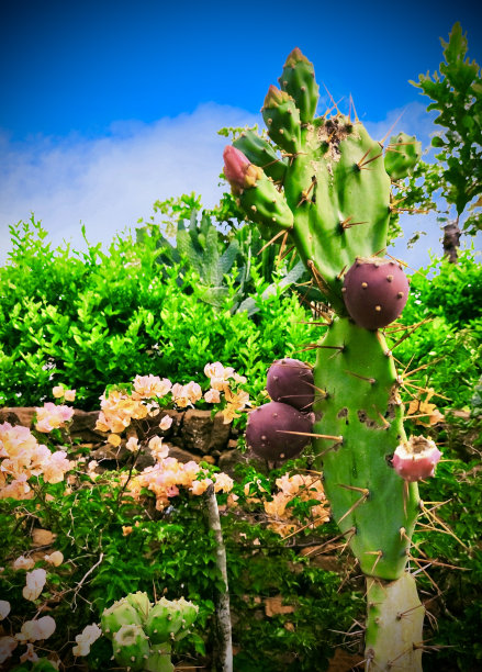 仙人掌图片下载