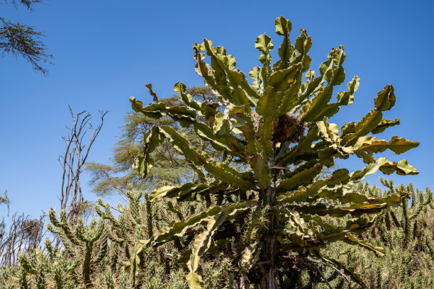 仙人掌植物生长在新月岛-肯尼亚非洲图片下载