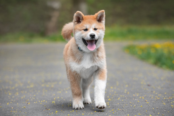 秋田犬小狗的肖像图片下载