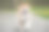 秋田犬小狗的肖像图片下载