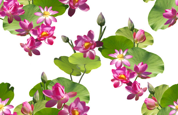 无缝图案与粉红色的莲花在一个白色的背景。图片下载