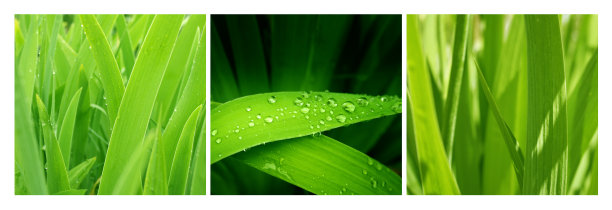 一套方形海报与绿草露珠。收集夏天的照片与近距离的绿色的草和树叶图片下载