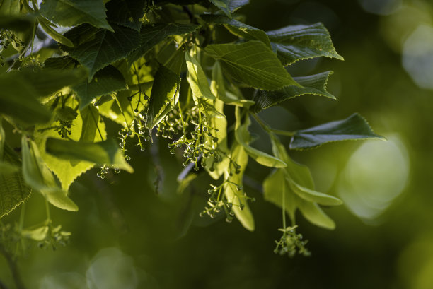一根酸橙树的树枝。菩提树的绿叶。椴树属美国。纹理，自然背景。植物学的模式。花草茶，芳香疗法天然药物。图片下载