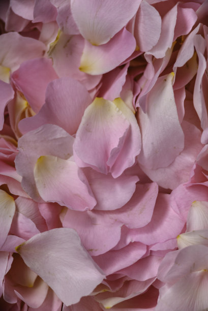 玫瑰果花瓣，玫瑰果花瓣在一个白色的背景，玫瑰花瓣，盛开的狗玫瑰，玫瑰果花的背景成分香水果酱野生微距照片。论。图片下载