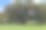 皇家植物园最古老的无花果树生长在无花果树草坪围栏空间。悉尼-澳大利亚- 662图片下载