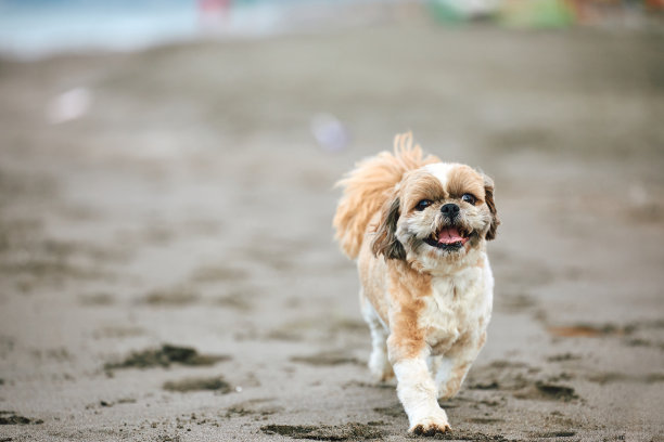 西施狗在沙滩上散步。图片下载
