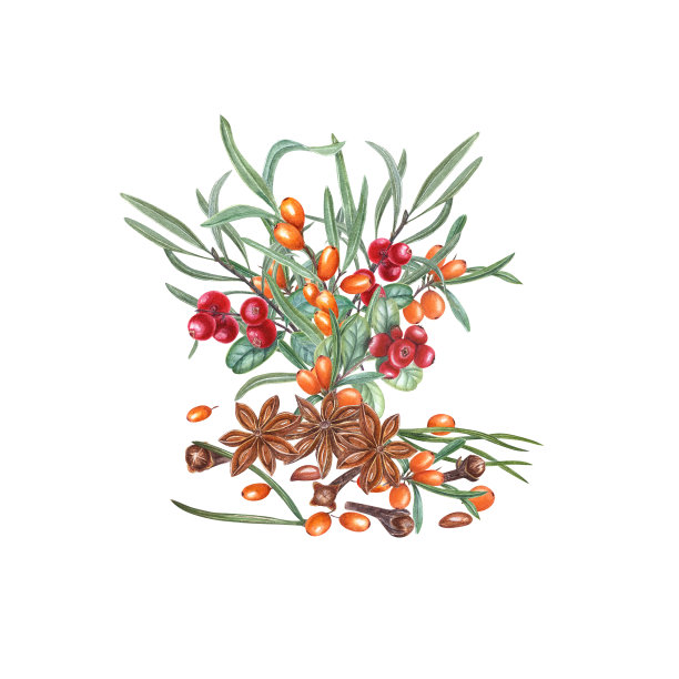 手绘沙棘、蔓越莓、肉桂、松针、丁香、八角的树枝。水彩插图孤立的白色背景。用于问候，海报，印刷品，图案图片下载