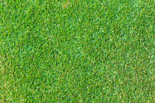 绿草的背景图片下载