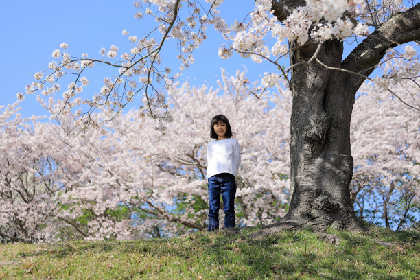 日本女学生与樱花(8岁)图片下载
