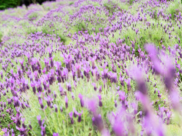 野生薰衣草(Lavandula stoechas)图片下载