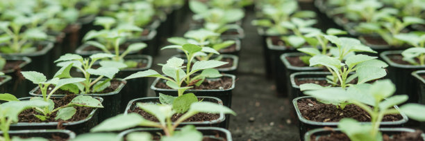 温室里有各种各样的绿色植物。春天种庄稼的概念。图片下载