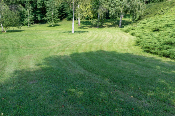 干净的草坪上长着美丽的草图片下载