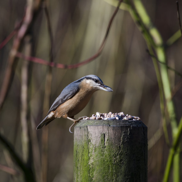 五子雀图片下载