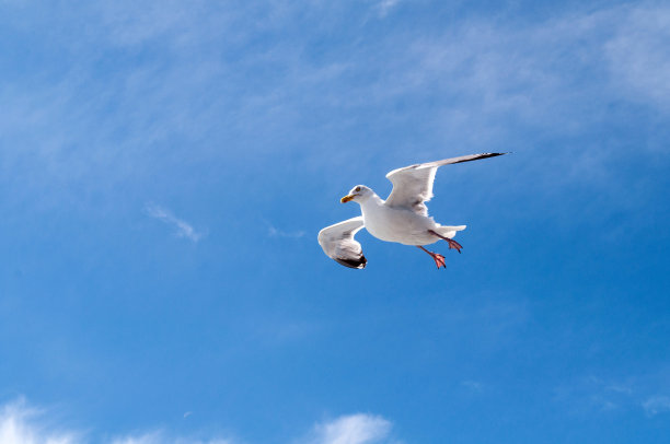 海鸥在蓝天白云的背景下飞翔。图片下载