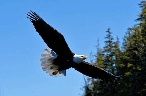 白头鹰翱翔图片下载