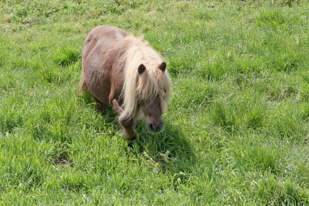 在一大片绿色草地的低地上的小马。图片下载