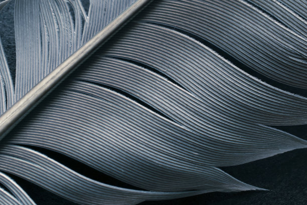 信鸽羽毛。宏观照片图片下载