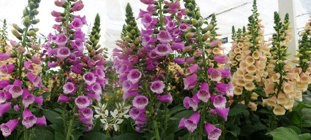 紫黄毛地黄开花全景图片下载