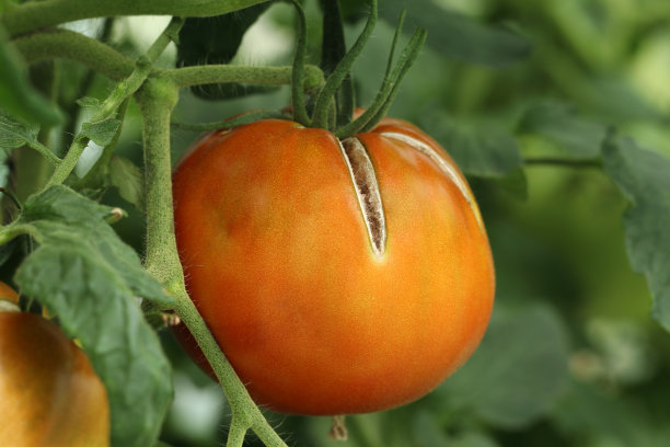 西红柿果实上的裂缝。一种大而红的成熟番茄，表皮开裂。图片下载