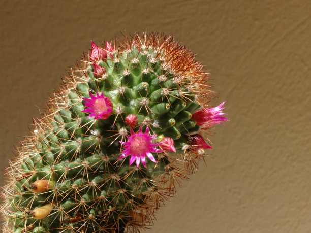 开花的仙人掌图片下载