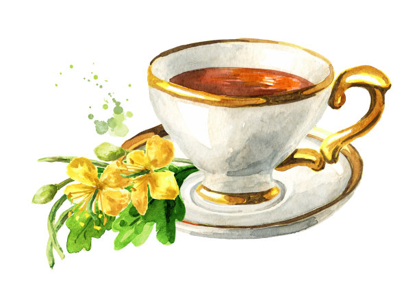 用新鲜的白屈菜花、草药、药用植物制成的凉茶。手绘水彩插图孤立的白色背景图片下载