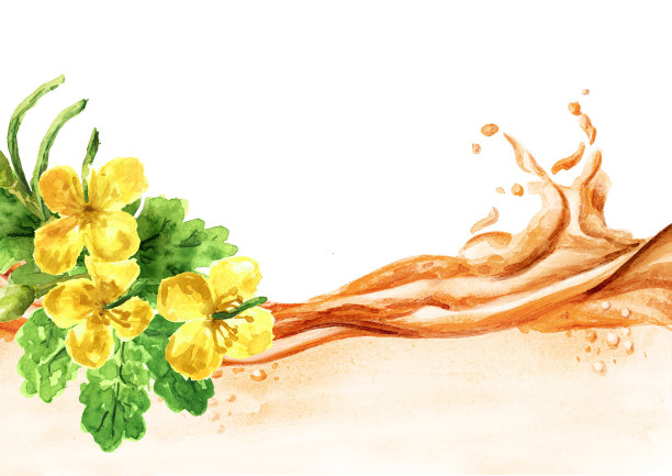 白屈菜化妆品油，液波，酊剂，花卉，草药，药用植物。手绘水彩插图孤立的白色背景图片下载