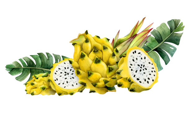 黄色龙果半和切片与热带棕榈叶水彩插图孤立的白色。火龙果仙人掌植物水平横幅模板素食夏天异国情调的菜单图片下载