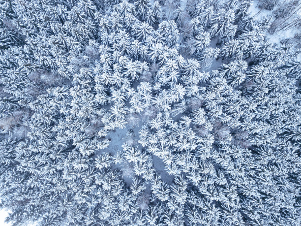 天线。冬天森林里的树和雪。从无人机上俯瞰自然背景图片下载
