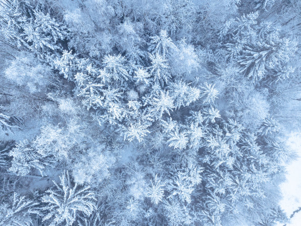 天线。冬天森林里的树和雪。从无人机上俯瞰自然背景图片下载