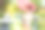 穿着日本传统和服或浴衣的年轻女子在有牌坊的花园里撑着伞。图片下载