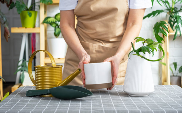 围着围裙的女人拿着一根室内植物的茎，在一个白色的花盆里种植，模拟模板。种植和爱护，温室图片下载