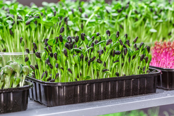 微型蔬菜苗 - 健康新鲜的食物。大麻生物可降解垫上的微型蔬菜发芽。家庭种子发芽。纯素和健康食品概念。图片下载