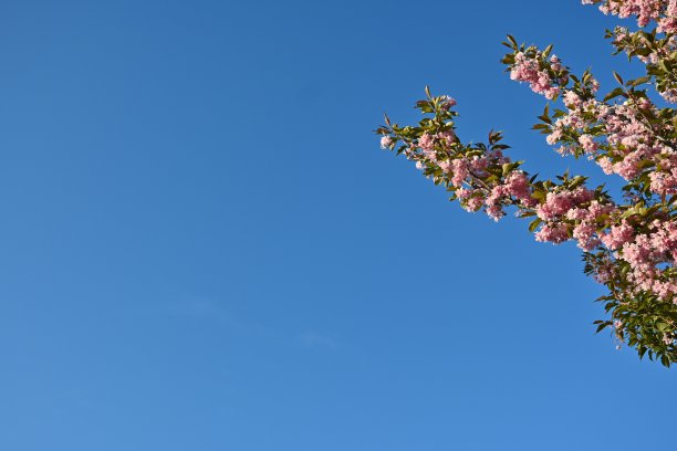 樱花枝头在夕阳的映衬下蓝天，樱花枝头绽放的特写，樱花盛开的特写，粉红的樱花，春天的樱花，图片下载