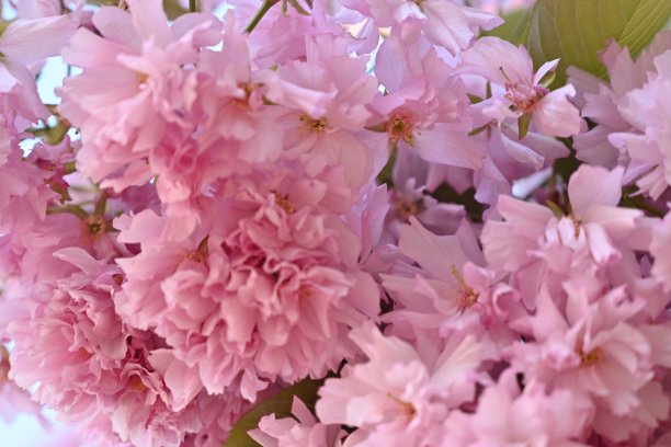 樱花盛开的枝头特写，樱花盛开的枝头特写，粉红色的樱花，春天的樱花，晚霞下的樱花在蓝天的映衬下，图片下载