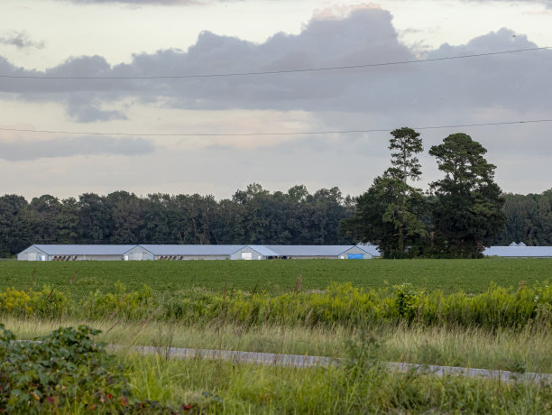 鸡的房子图片下载