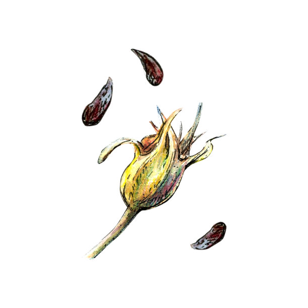 白色背景上的芦荟种子箱水彩画。逼真的详细图片插图，贴纸，卡片，剪贴簿图片下载