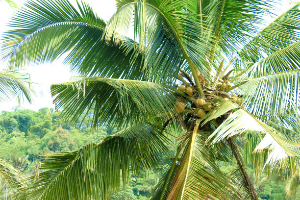 椰子树和它的果实图片下载