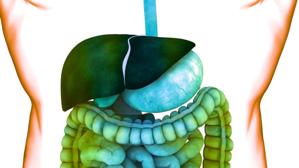 人体消化系统解剖图片下载