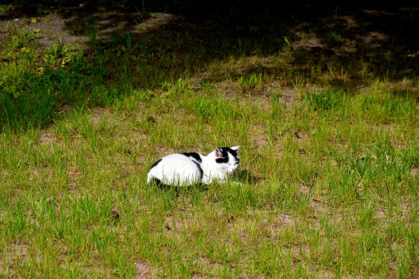 一个阳光明媚的夏日，在波兰乡村徒步旅行时，一只昏昏欲睡的白猫和黑猫在郁郁葱葱的田野、草地或牧场旁边的一棵高大的树旁晒日光浴图片下载
