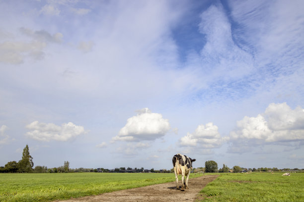 一头奶牛孤独地走在一条小路上，朝着田野、风景和蓝天的地平线走去图片下载