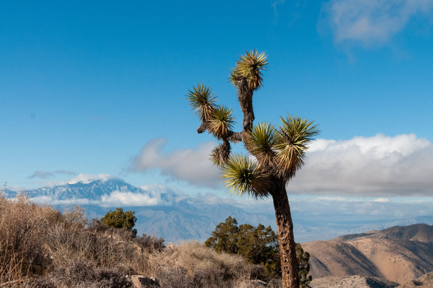 约书亚树国家公园图片下载
